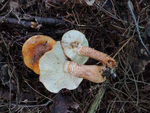 Imagem de Tricholoma aurantium (Schaeff.) Ricken 1914