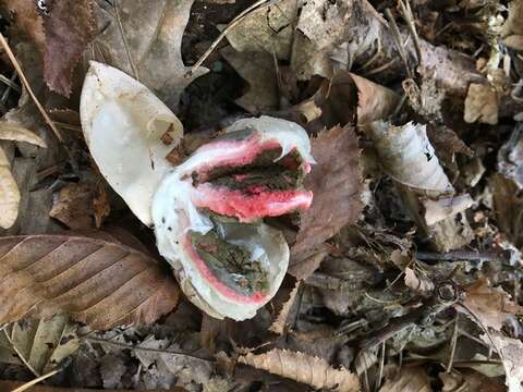 Image of Clathrus