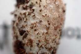 Image of Trichoderma