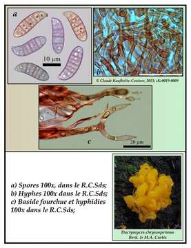 Image de Dacrymycetes