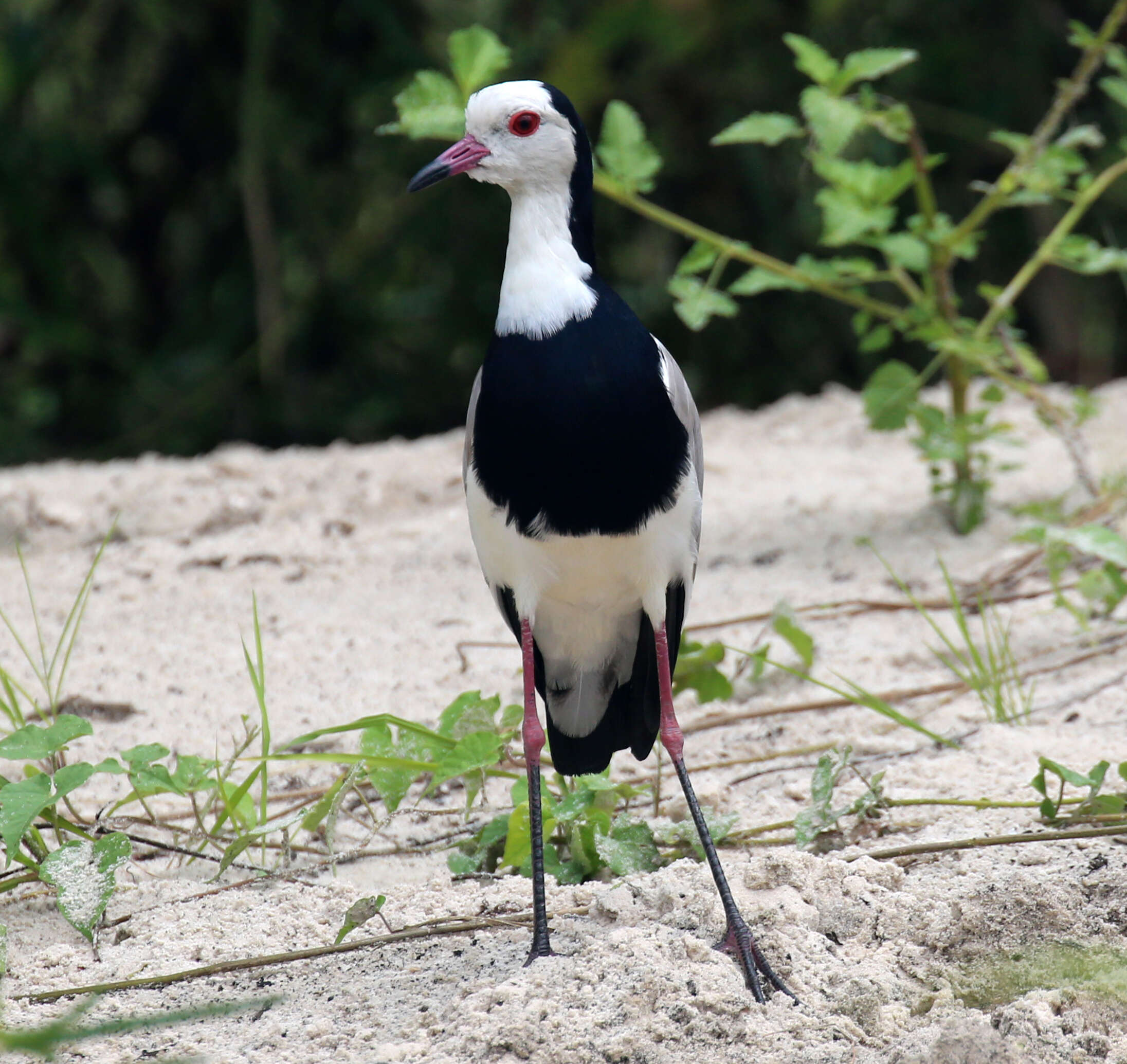 Image of Long-toed Lapwing