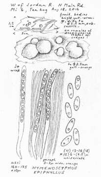 Image of Hymenoscyphus eichleri (Bres.) Baral 2012