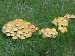 Imagem de Hypholoma