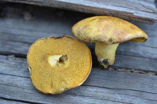 Image of Suillus americanus (Peck) Snell 1944