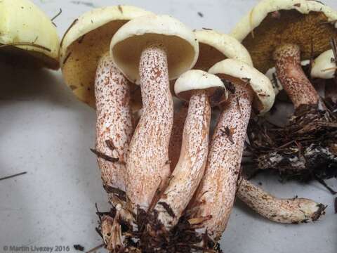 Image of Slippery white bolete