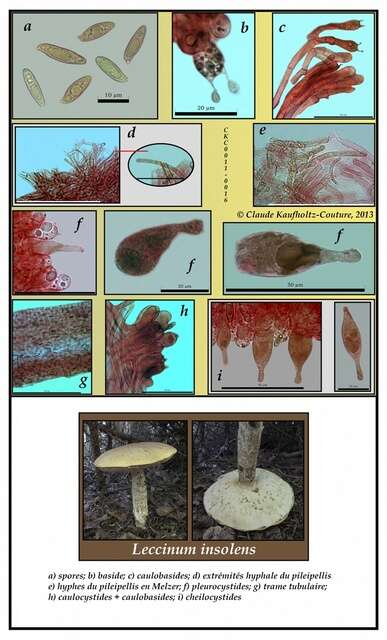 Image of Leccinum insolens A. H. Sm., Thiers & Watling 1968