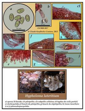 Imagem de Hypholoma