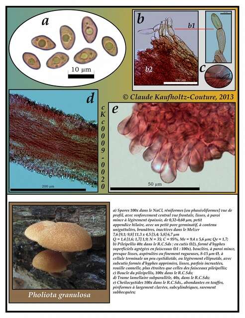 Image of Pholiota