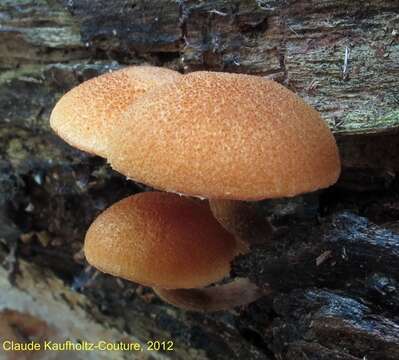 Image of Pholiota