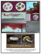 Tricholomopsis resmi