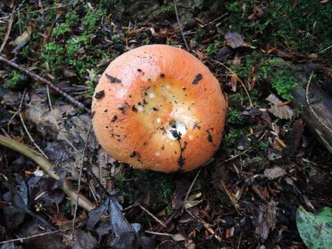 Image of Russula rugulosa Peck 1902