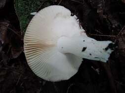 Image of Russula rugulosa Peck 1902