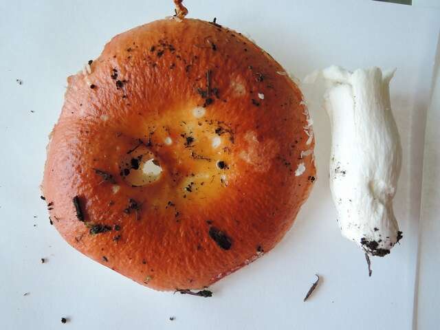 Image of Russula rugulosa Peck 1902