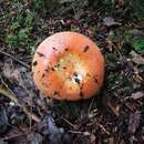 Image of Russula rugulosa Peck 1902