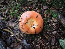 Image of Russula rugulosa Peck 1902