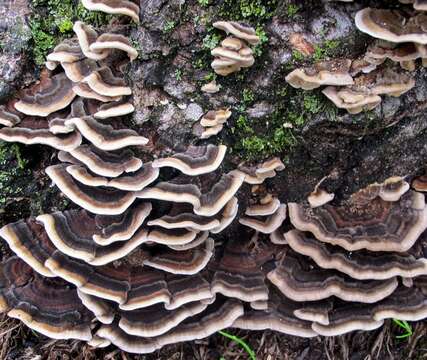 Image of Trametes