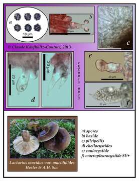 Image of Lactarius mucidus Burl. 1908