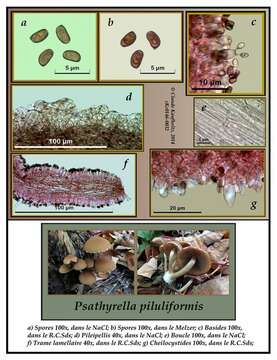 Image de Psathyrella