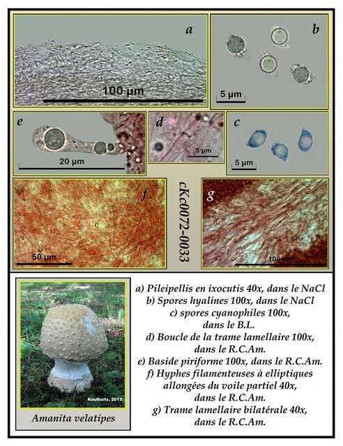 Image of Amanita velatipes G. F. Atk. 1900