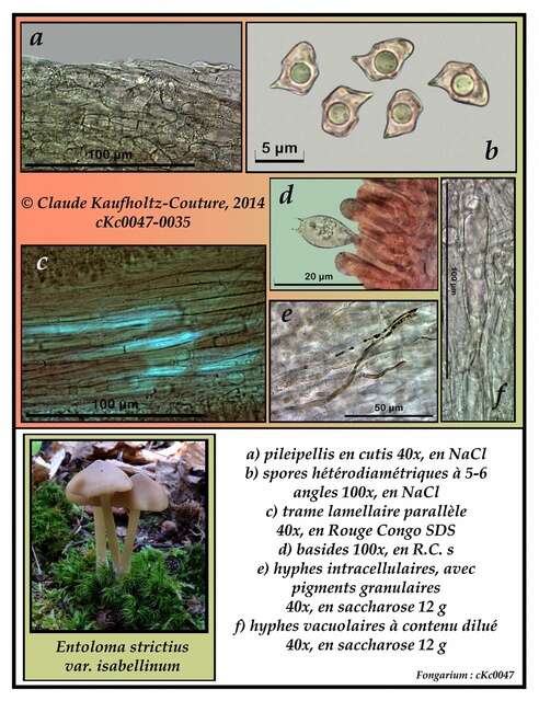 Imagem de Entoloma strictius (Peck) Sacc. 1887