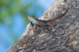 Image of Clark's spiny lizard