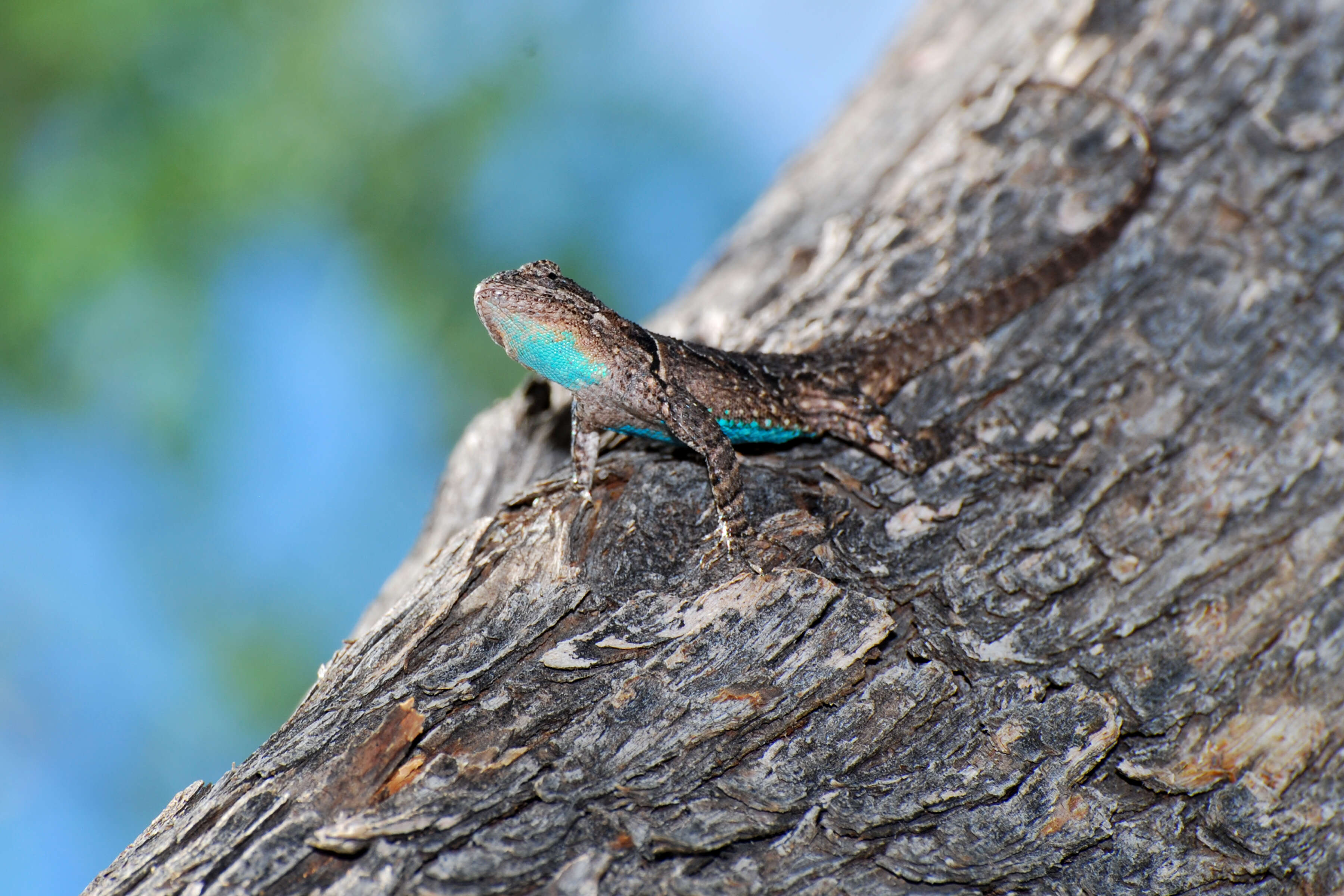 Image of Clark's spiny lizard