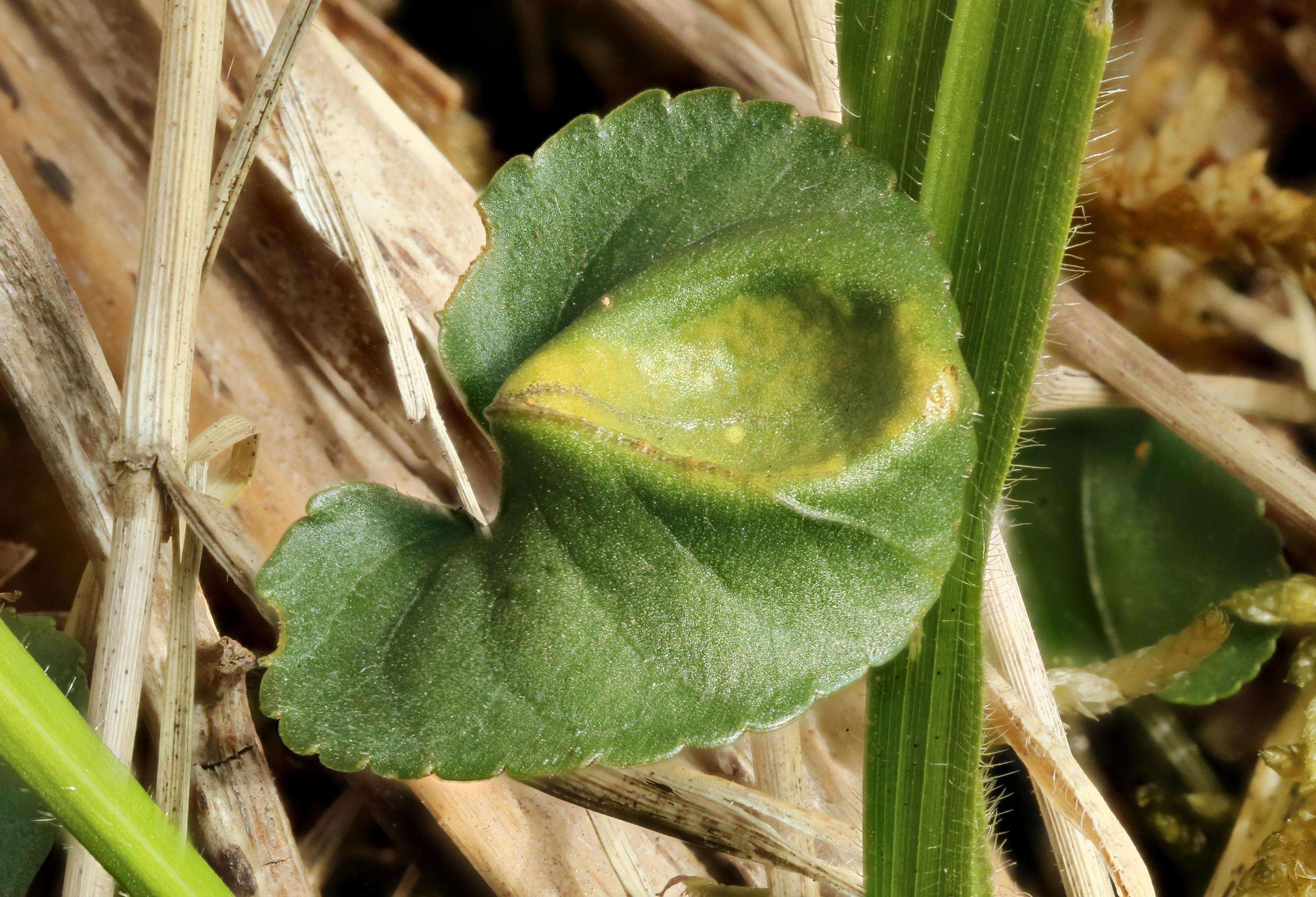 Image of common dog-violet