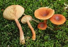 Image of Lactarius subdulcis (Pers.) Gray 1821