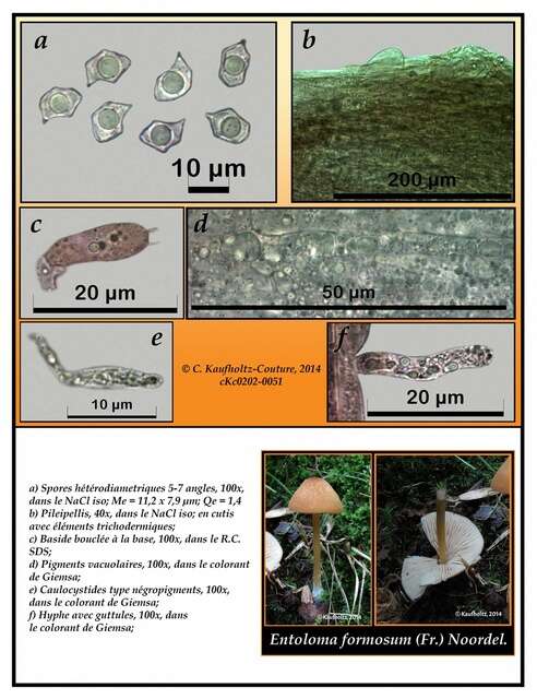 Image of Entoloma formosum (Fr.) Noordel. 1985