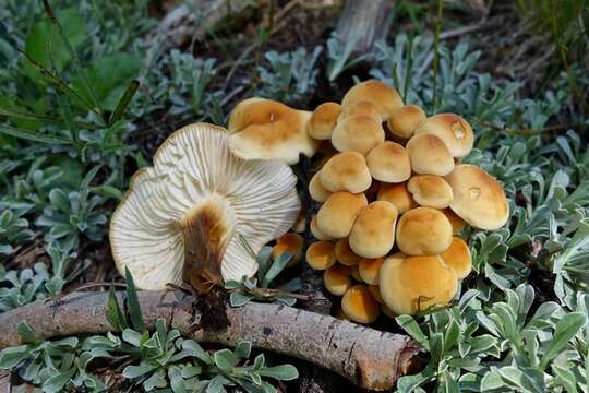 Plancia ëd Flammulina populicola Redhead & R. H. Petersen 1999