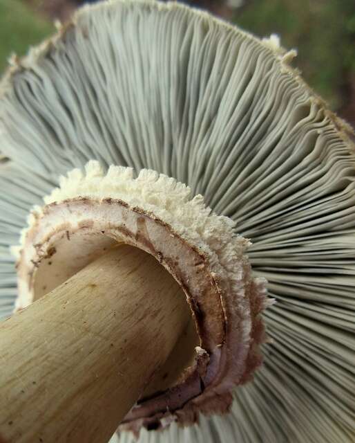 Plancia ëd Chlorophyllum