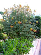 Image of bird-of-paradise shrub