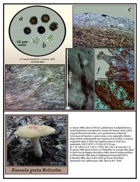 Image of Russula grata Britzelm. 1893