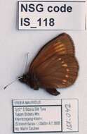 Erebia maurisius Esper 1800 resmi