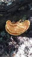 Image of Laetiporus