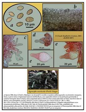 Image of Agrocybe