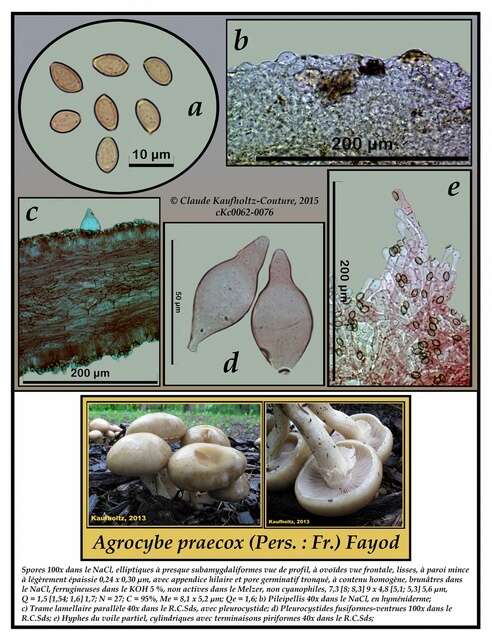 Image de Agrocybe