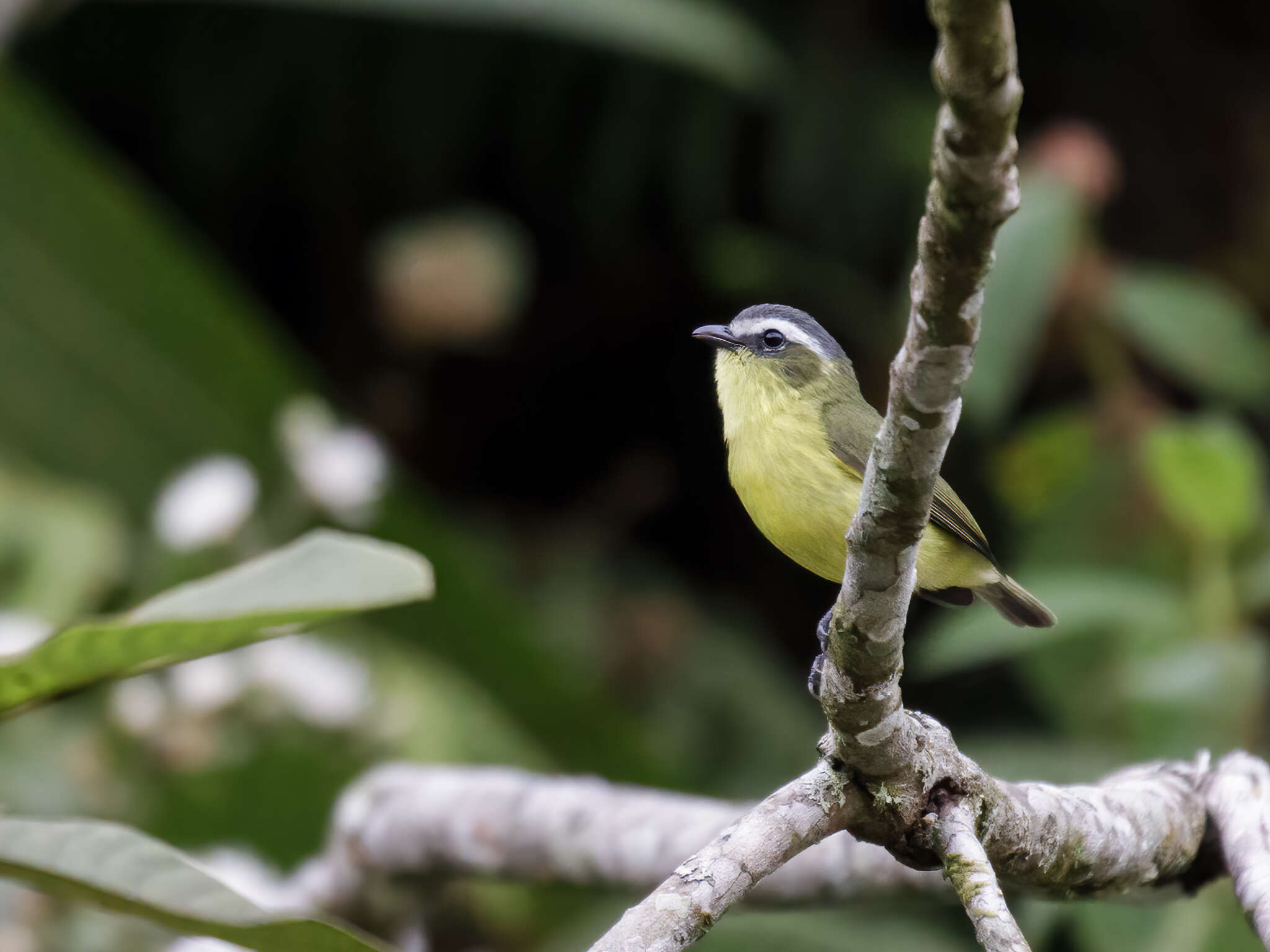 Image of Yellow-bellied Tyrannulet