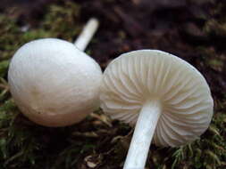 Image of Entoloma adnatifolium (Murrill) Blanco-Dios 2015