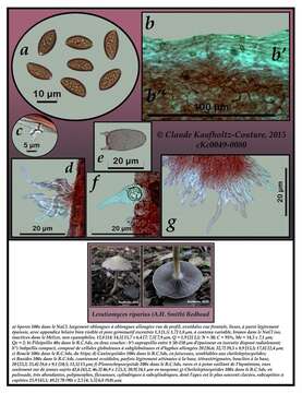 Imagem de Leratiomyces riparius (A. H. Sm.) Redhead 2014