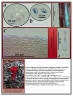 Image de Hygrocybe coccineocrenata (P. D. Orton) M. M. Moser 1967