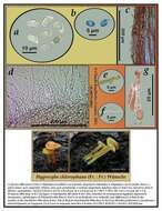 Hygrocybe resmi