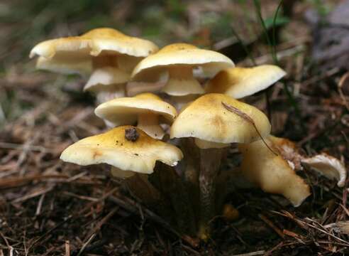 Image of Honey Fungus