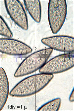 Image of Mucoromycota