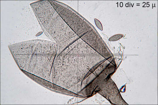 Image of Mucoromycota