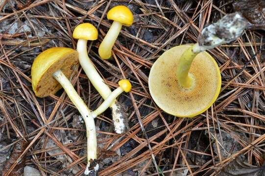 Image of Pulveroboletus