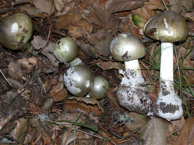 Image of Amanita