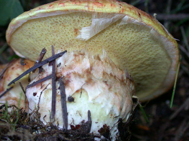 Image of Suillus caerulescens A. H. Sm. & Thiers 1964