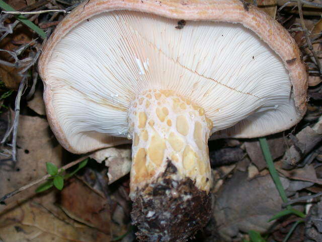 Image of Lactarius alnicola A. H. Sm. 1960