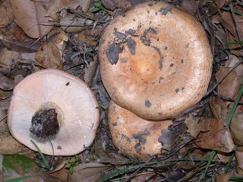 Image of Lactarius alnicola A. H. Sm. 1960